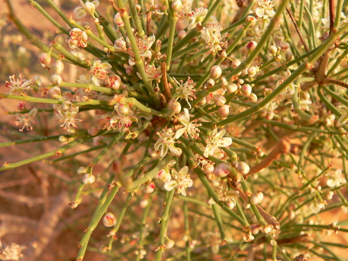 Calligonum image