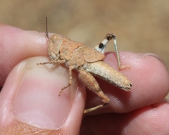 Trimerotropis pseudofasciata