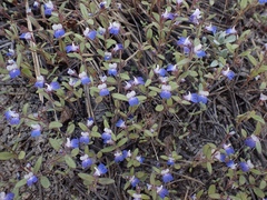 Collinsia torreyi wrightii