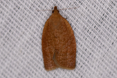 Sparganothis distincta