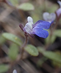 Collinsia torreyi wrightii