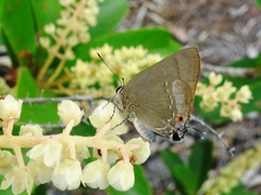 Allosmaitia strophius