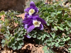 Aquilegia saximontana