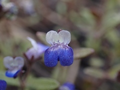 Collinsia torreyi wrightii