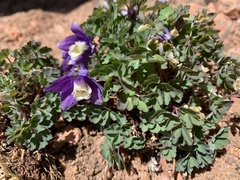 Aquilegia saximontana