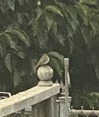 Empidonax difficilis