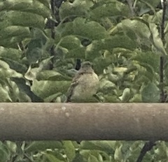 Empidonax difficilis