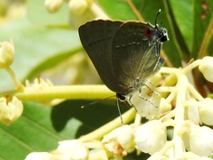 Allosmaitia strophius