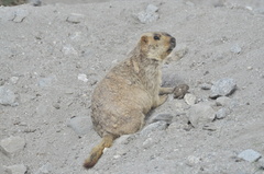 Himalayan Marmot photo 2