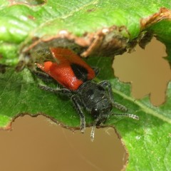 Enoclerus eximius