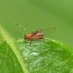 Bactericera californica