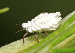 Orthezia urticae