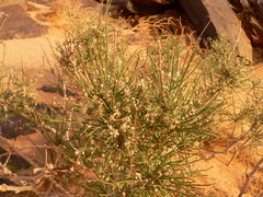Calligonum polygonoides subsp. comosum image