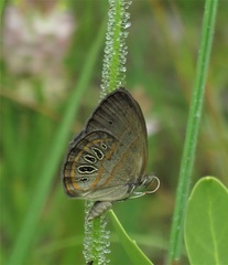 Neonympha areolatus