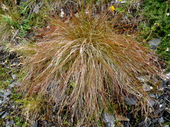 Schoenus pauciflorus
