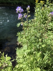Polemonium occidentale occidentale