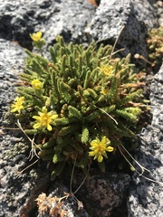 Ivesia pygmaea