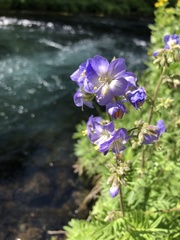 Polemonium occidentale occidentale