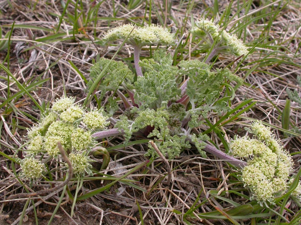 Lomatium macrocarpum
