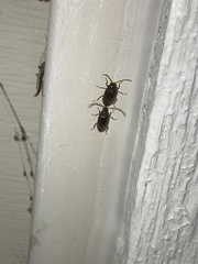 Ptilodactyla carinata