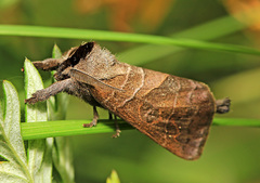 Clostera anastomosis