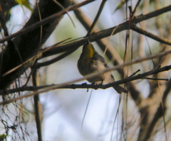 Setophaga pityophila