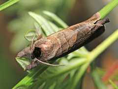 Clostera anastomosis