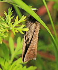 Clostera anastomosis