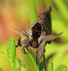 Clostera anastomosis