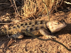 Sceloporus uniformis