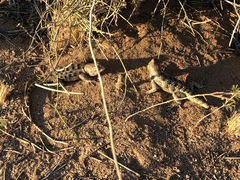 Sceloporus uniformis