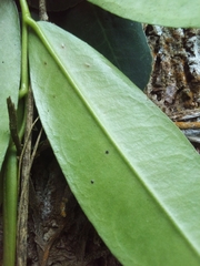 Marcgravia rectiflora