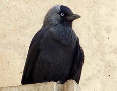 Corvus monedula