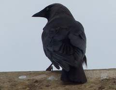 Corvus monedula
