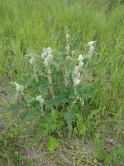Astragalus alopecurus