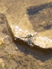 Arigomphus submedianus