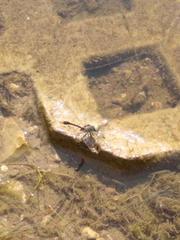 Arigomphus submedianus