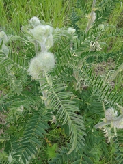 Astragalus alopecurus