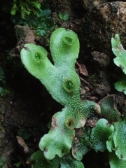 Marchantiaceae