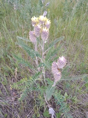 Astragalus alopecurus