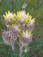Astragalus alopecurus