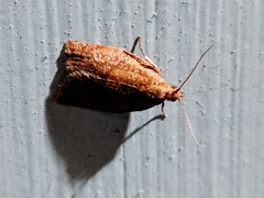 Clepsis consimilana