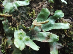 Marchantiaceae