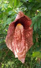Aristolochia gigantea