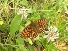 Melitaea celadussa