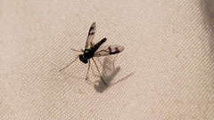 Dolichopodidae