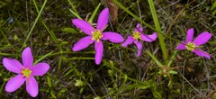Sabatia arkansana