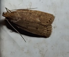 Autosticha kyotensis