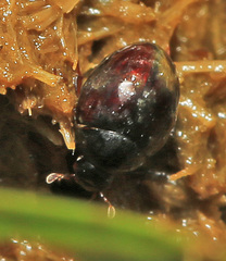 Pachysternum haemorrhoum