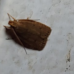 Autosticha kyotensis